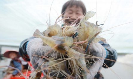 【夢占い】エビを捕まえる夢の意味 20 選