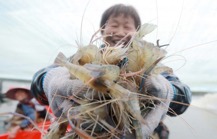 【夢占い】エビを捕まえる夢の意味 20 選