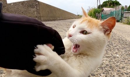 【夢占い】猫に噛まれる夢の意味 5 選