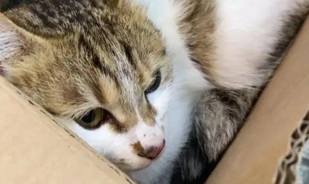 【夢占い】猫を失う夢の意味 10 選