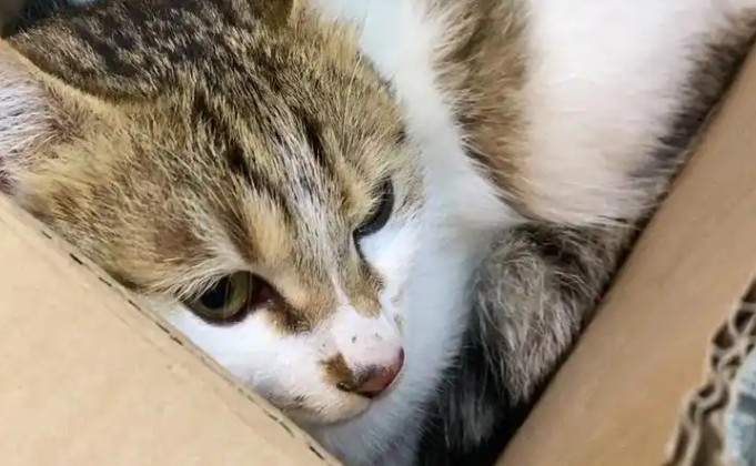 【夢占い】猫を失う夢の意味 10 選