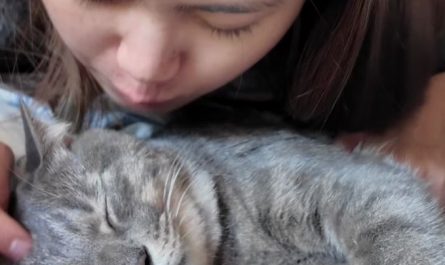 【夢占い】猫を育てる夢の意味 5 選