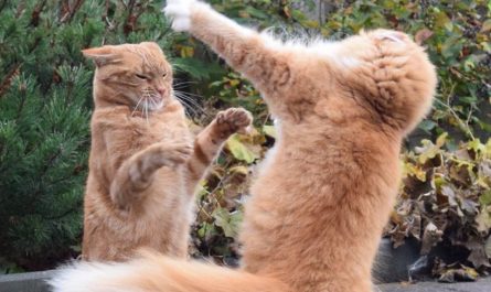 【夢占い】猫と戦う夢の意味 10 選