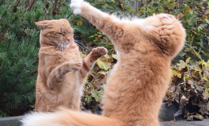 【夢占い】猫と戦う夢の意味 10 選