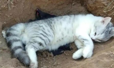 【夢占い】猫が死ぬ夢の意味 16 選