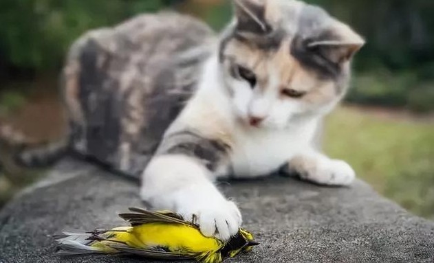 【夢占い】猫を殺す夢の意味 12 選