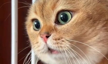 【夢占い】猫が話す夢の意味 14 選