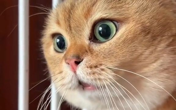 【夢占い】猫が話す夢の意味 14 選