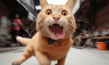 【夢占い】猫が逃げる夢の意味 12 選