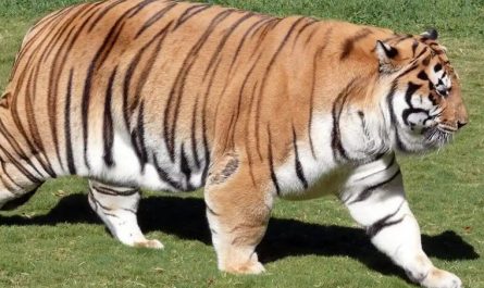 【夢占い】大きな猫の夢の意味 12 選