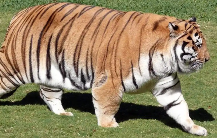 【夢占い】大きな猫の夢の意味 12 選