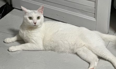 【夢占い】白い猫の夢の意味 16 選