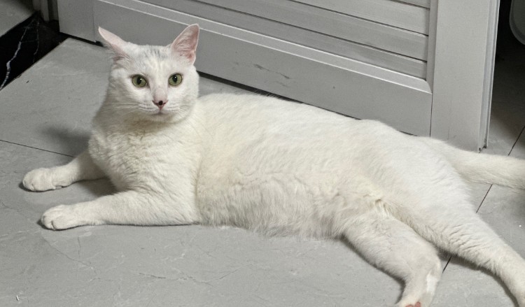 【夢占い】白い猫の夢の意味 16 選