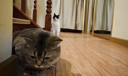 【夢占い】猫が家に入る夢の意味 16 選