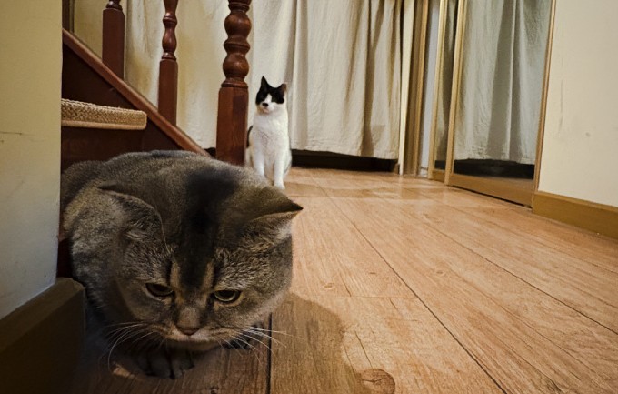 【夢占い】猫が家に入る夢の意味 16 選