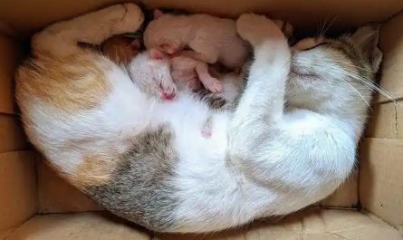 【夢占い】猫が子猫を産む夢の意味 10 選