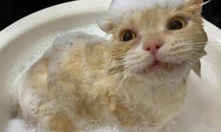 【夢占い】猫をお風呂に入れる夢の意味 10 選