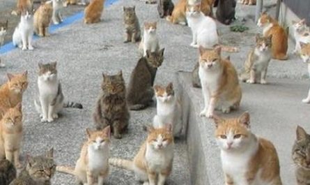 【夢占い】たくさんの猫の夢の意味 14 選