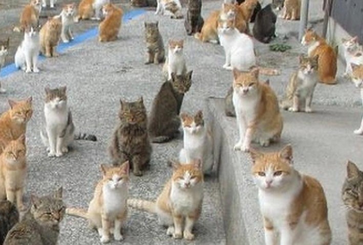 【夢占い】たくさんの猫の夢の意味 14 選