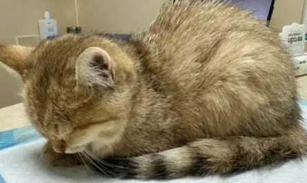 【夢占い】病気の猫の夢の意味 12 選