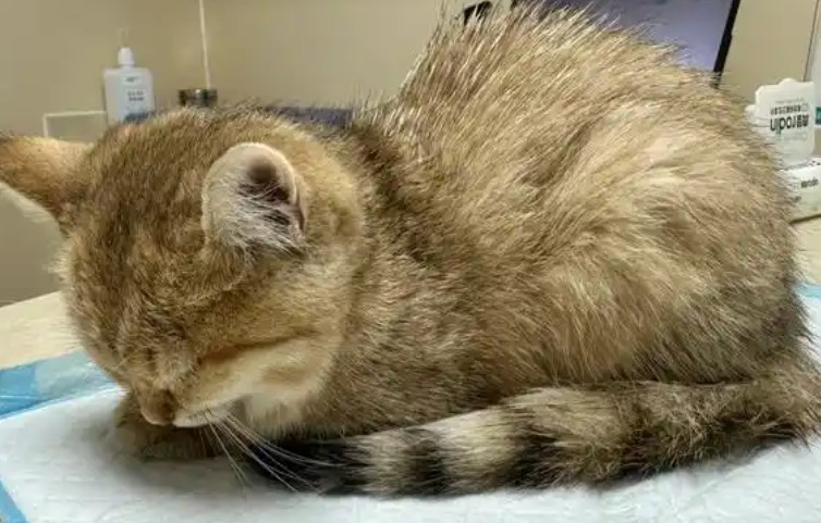 【夢占い】病気の猫の夢の意味 12 選