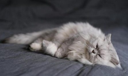 【夢占い】猫の毛の夢の意味 12 選