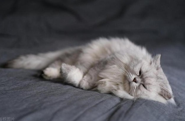 【夢占い】猫の毛の夢の意味 12 選