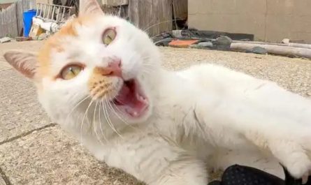 【夢占い】猫が襲われる夢の意味 14 選