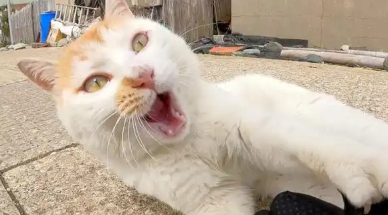 【夢占い】猫が襲われる夢の意味 14 選