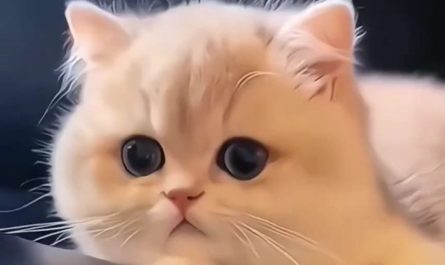 【夢占い】子猫の夢の意味 20 選