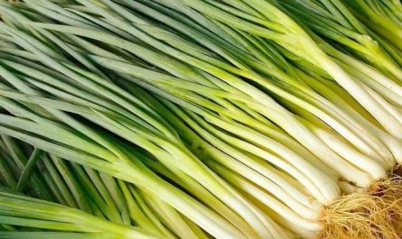 【夢占い】青ネギの夢の意味 15 選