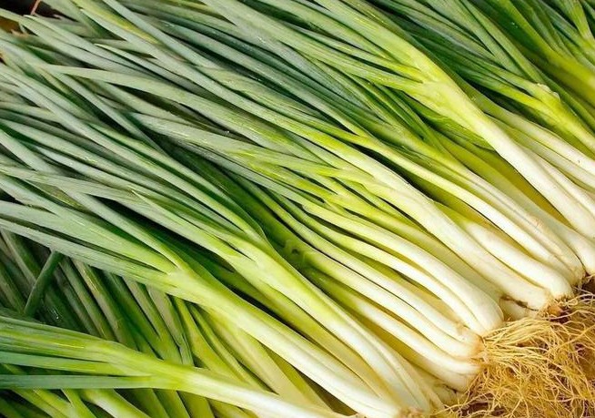 【夢占い】青ネギの夢の意味 15 選