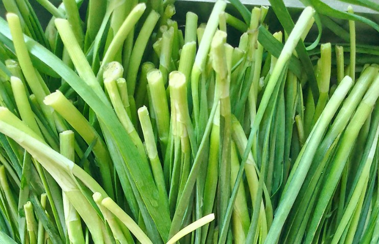 【夢占い】リーキの夢の意味 13 選