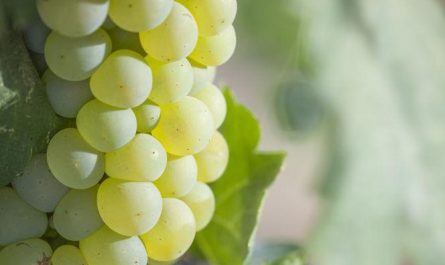 【夢占い】緑のブドウの夢を見るの意味 8 選