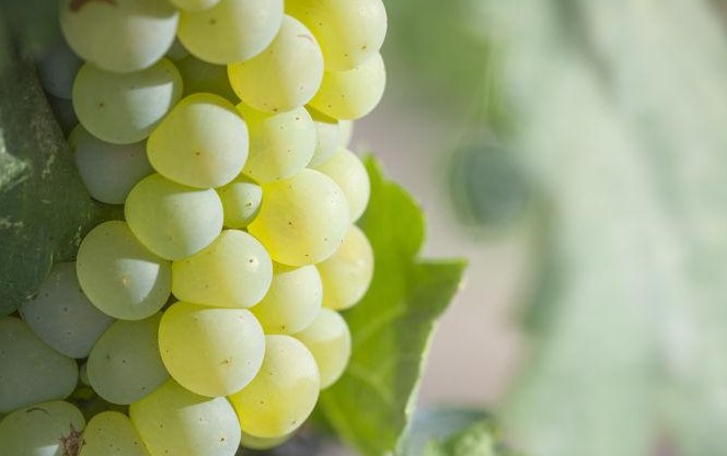 【夢占い】緑のブドウの夢を見るの意味 8 選