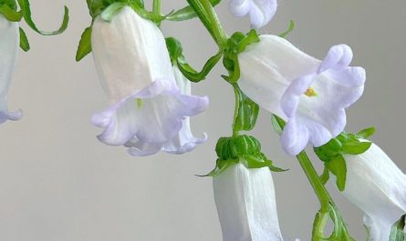 【夢占い】ベルフラワーの夢を見る の意味 13 選