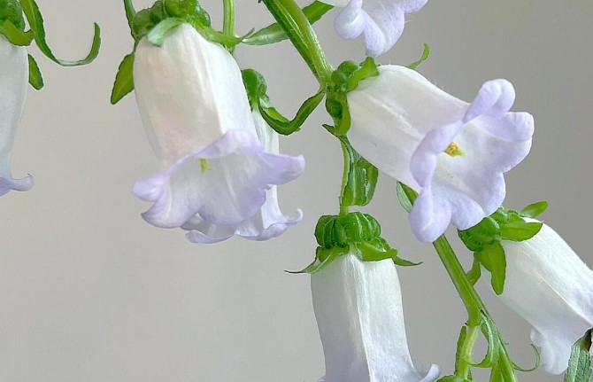 【夢占い】ベルフラワーの夢を見る の意味 13 選