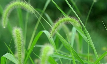 【夢占い】新しい草を育てる夢の意味 12 選