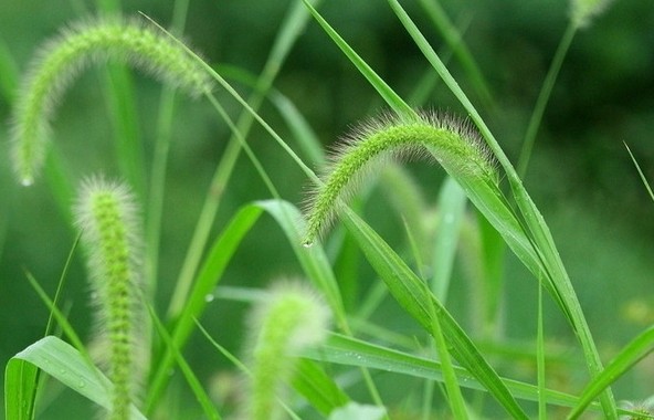 【夢占い】新しい草を育てる夢の意味 12 選