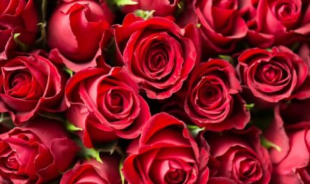 【夢占い】花の夢の意味 28 選