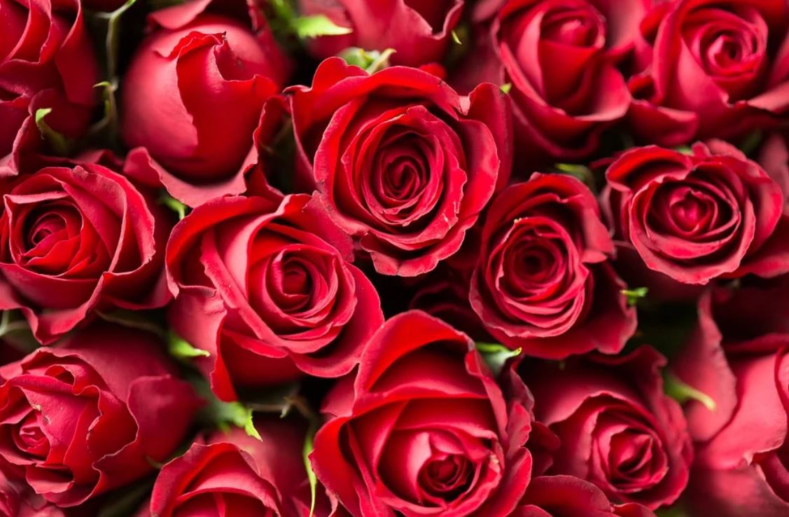 【夢占い】花の夢の意味 28 選