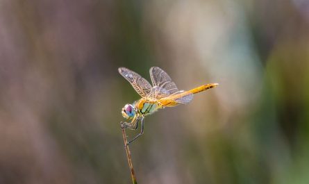 【夢占い】トンボの夢を見るの意味 10 選
