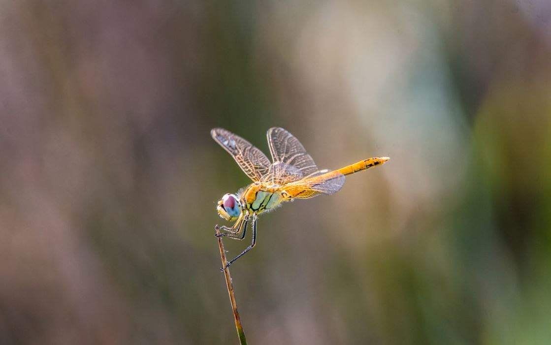 【夢占い】トンボの夢を見るの意味 10 選