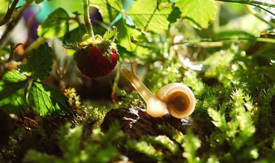 【夢占い】カタツムリの夢の意味 25 選