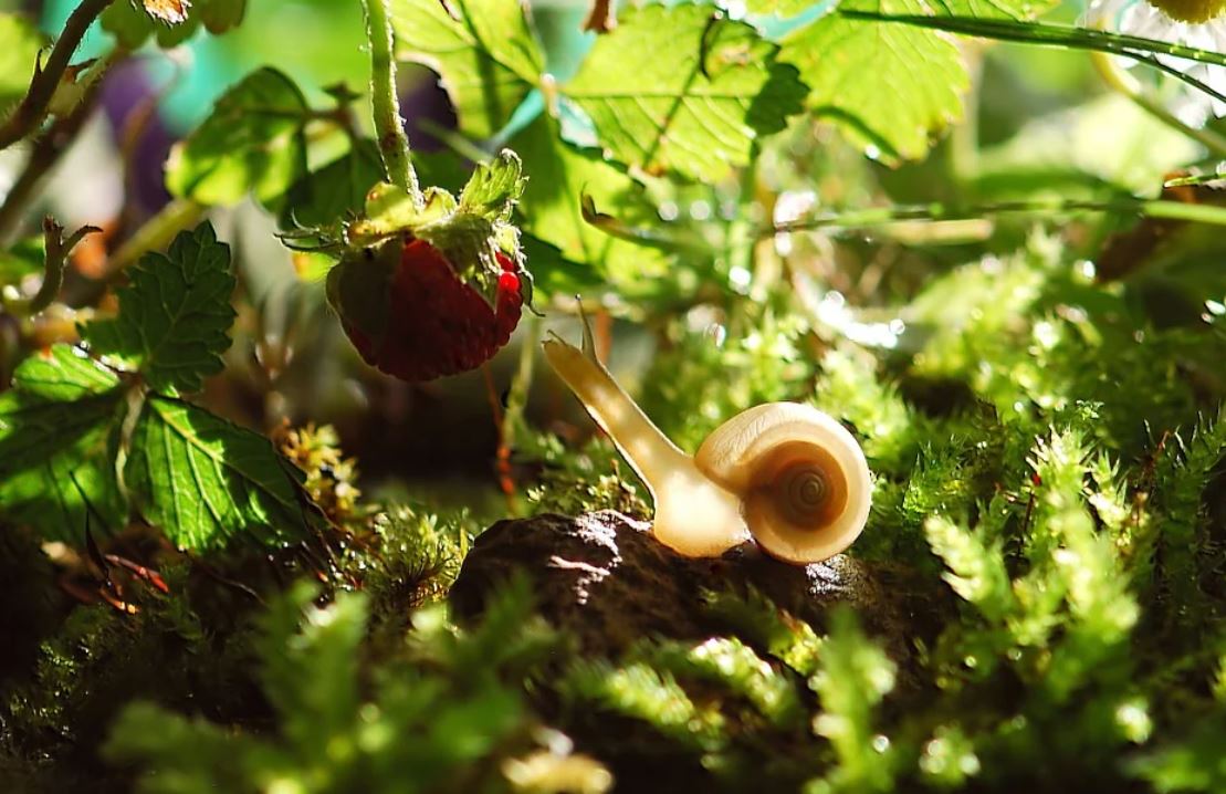 【夢占い】カタツムリの夢の意味 25 選