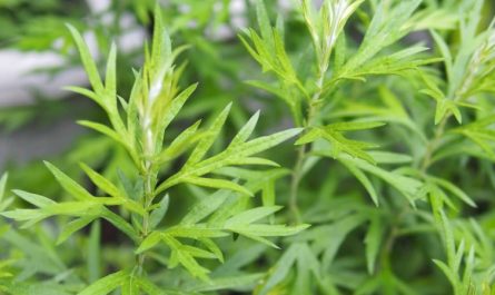 【夢占い】ヨモギの夢の意味 15 選