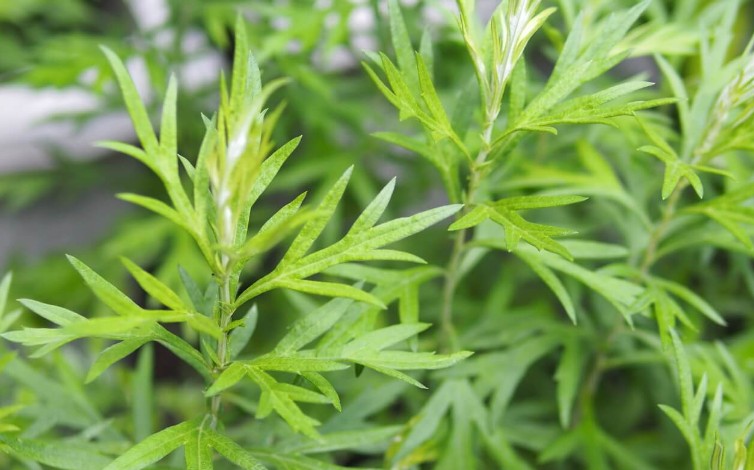 【夢占い】ヨモギの夢の意味 15 選