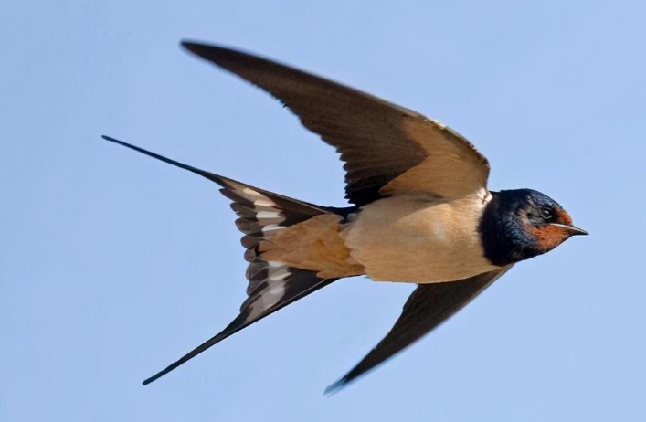 【夢占い】燕の夢の意味 22 選