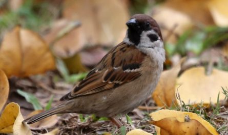 【夢占い】スズメの夢の意味 19 選