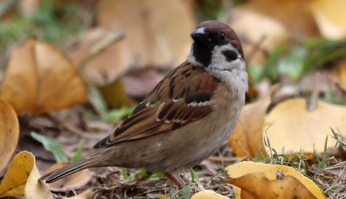 【夢占い】スズメの夢の意味 19 選